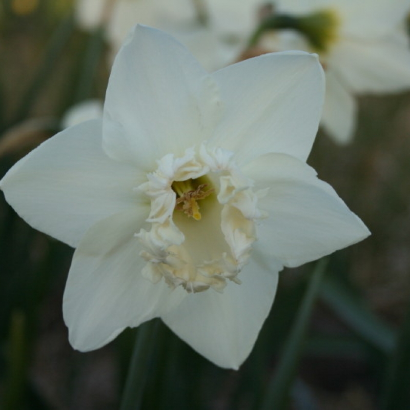 Narcissus 'Bridal Brocade'