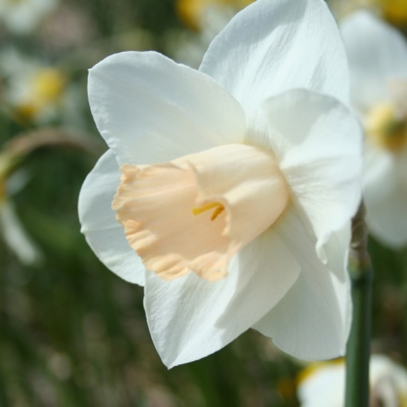 Narcissus 'Close Encounter'