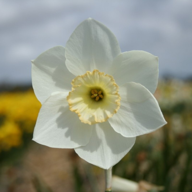 Narcissus 'First Formal'