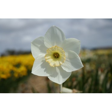 Narcissus 'First Formal'