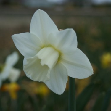 Narcissus 'Birthday Girl'