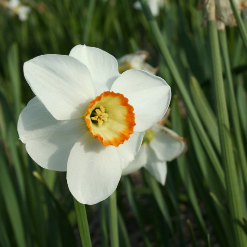 Narcissus 'Carole Lombard'