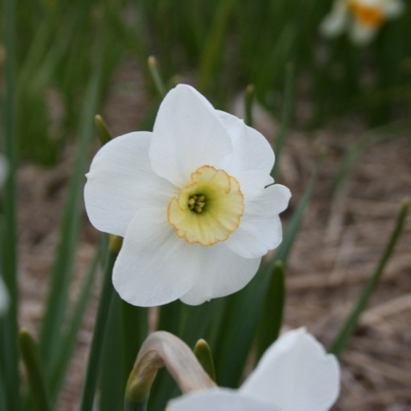 Narcissus 'Dell Chapel'