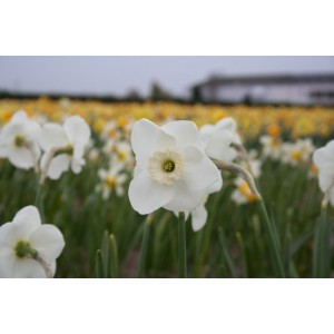 Narcissus 'Glen Cassley'