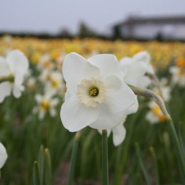 Narcissus 'Glen Cassley'