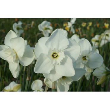 Narcissus 'Greenbrier'