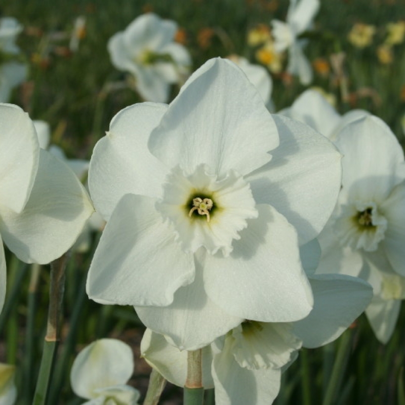 Narcissus 'Greenbrier'