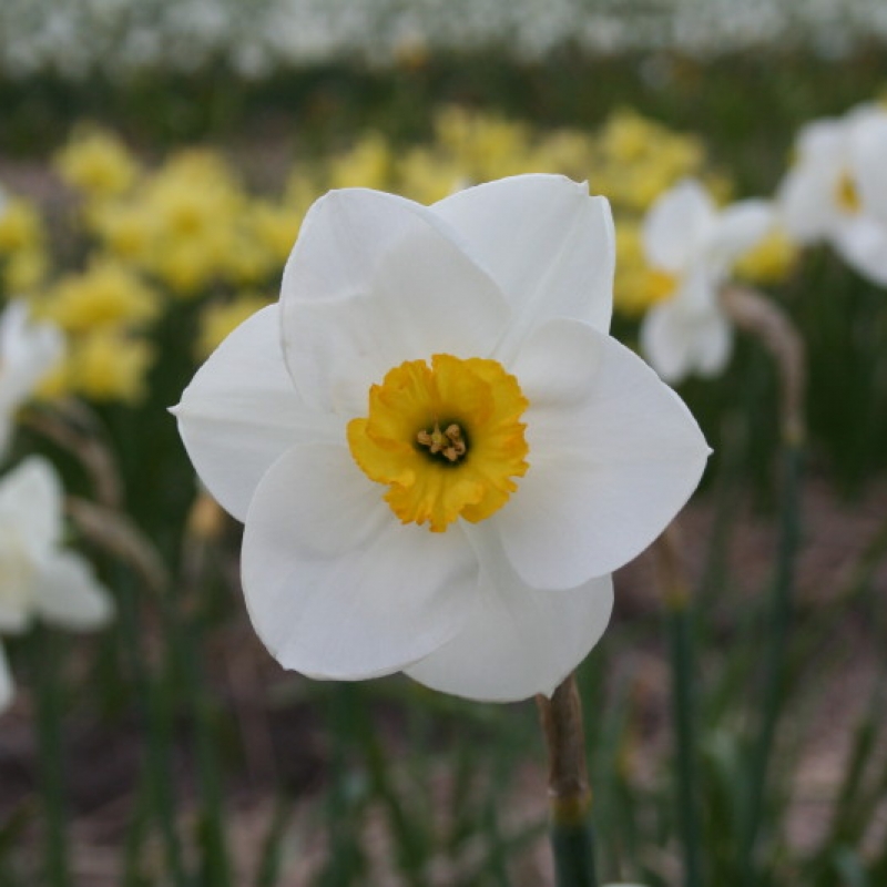 Narcissus 'Carnearny'