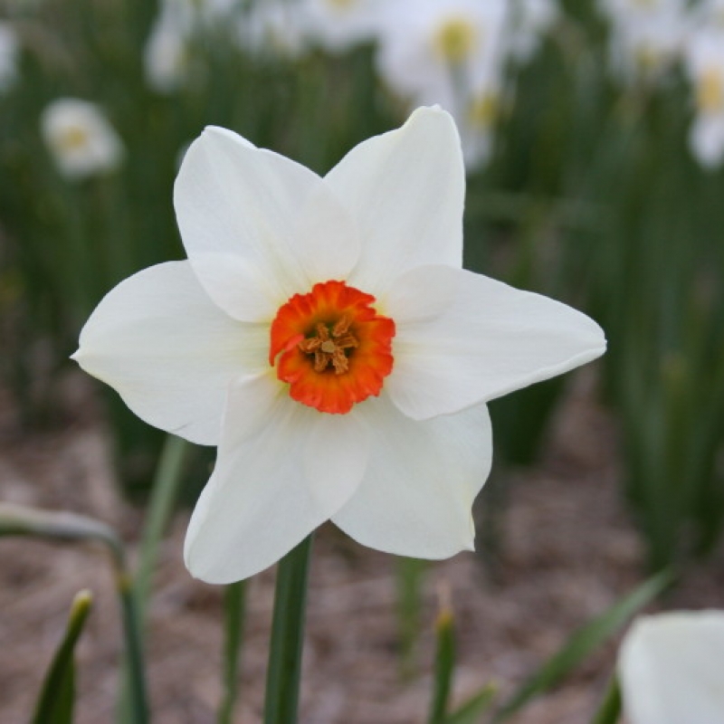 Narcissus 'Enniskillen'