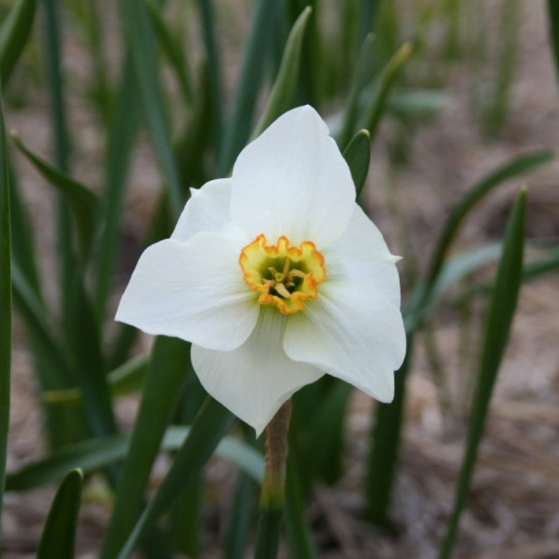 Narcissus 'Kimmeridge'