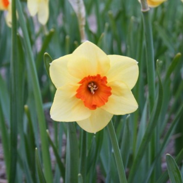 Narcissus 'Limbo'