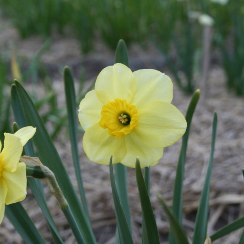 Narcissus 'Limegrove'