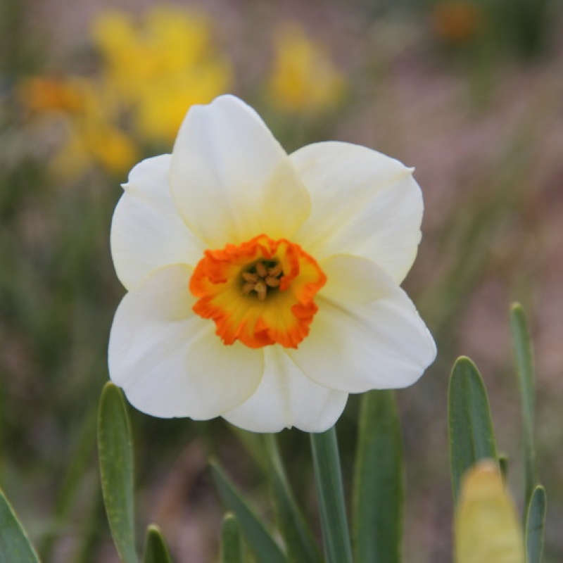Narcissus 'Corofin'
