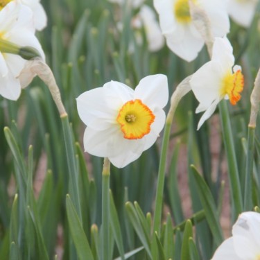 Narcissus 'John's Delight'