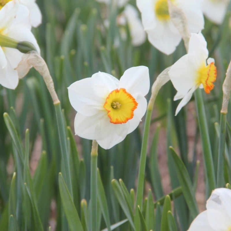 Narcissus 'John's Delight'