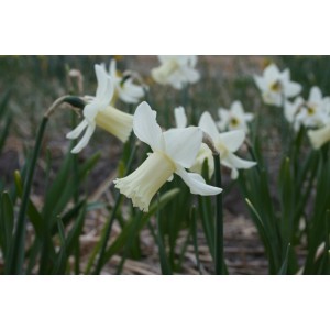 Narcissus 'Cazique'