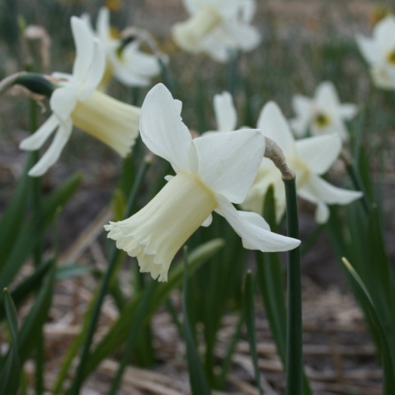 Narcissus 'Cazique'