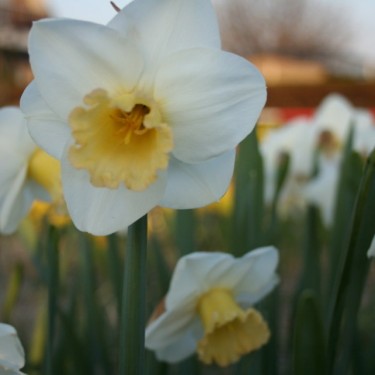 Narcissus 'Polar Sunset'