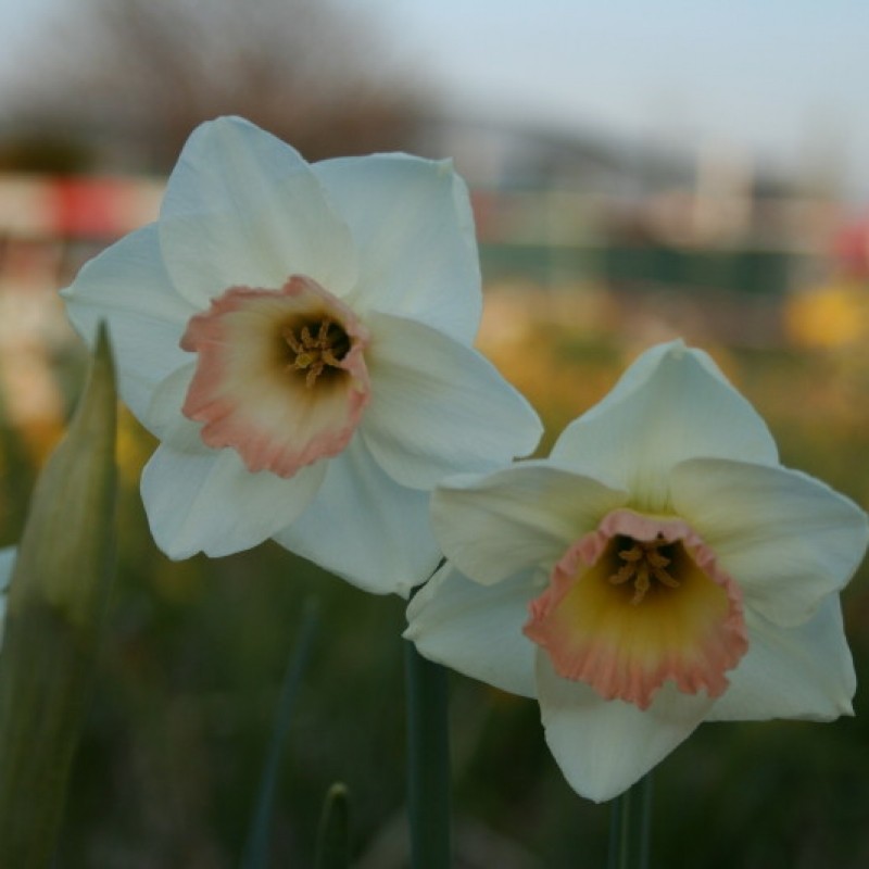 Narcissus 'Rimski'