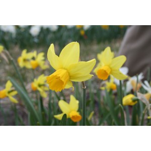 Narcissus 'Chickadee'