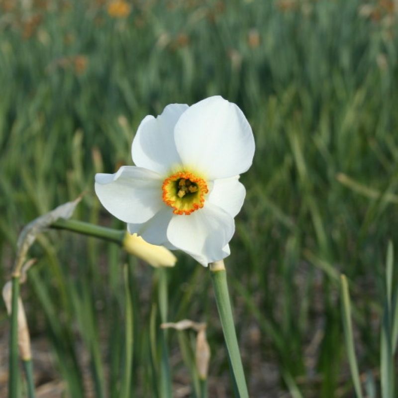 Narcissus 'Minikin'