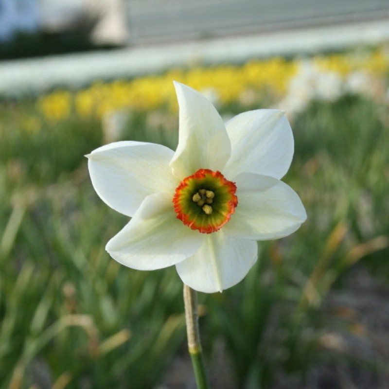 Narcissus 'Poet's Way'