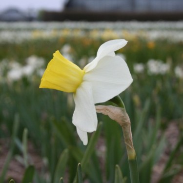 Narcissus 'Parterre'