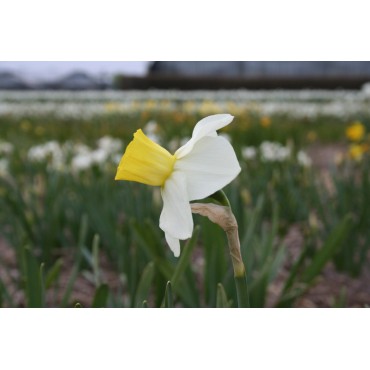Narcissus 'Parterre'