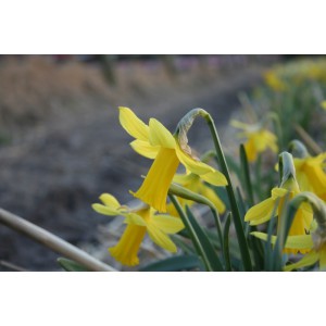 Narcissus 'Cornet'