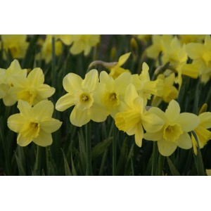 Narcissus 'Rushlight'