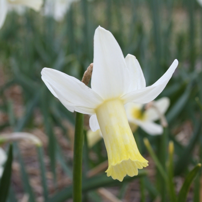 Narcissus 'Swift'