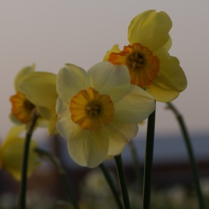 Narcissus 'Whang Hi'
