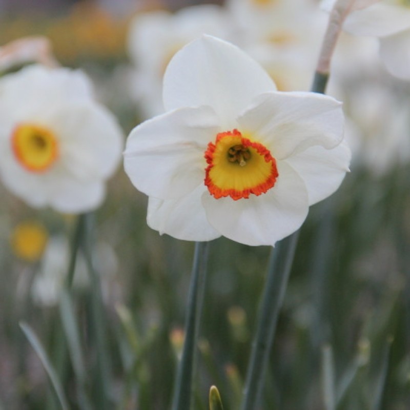Narcissus 'Ravenhill'