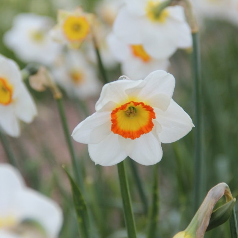 Narcissus 'Trident'