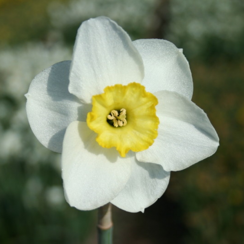 Narcissus 'Woodland Prince'