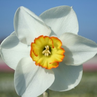 Narcissus 'Ravenhill'