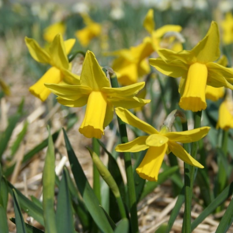 Narcissus 'Suzie Dee'
