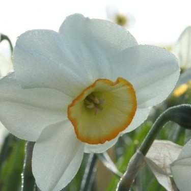 Narcissus 'Rim Ride'