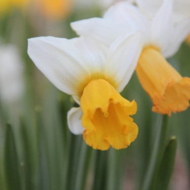 Narcissus 'Winter Waltz'