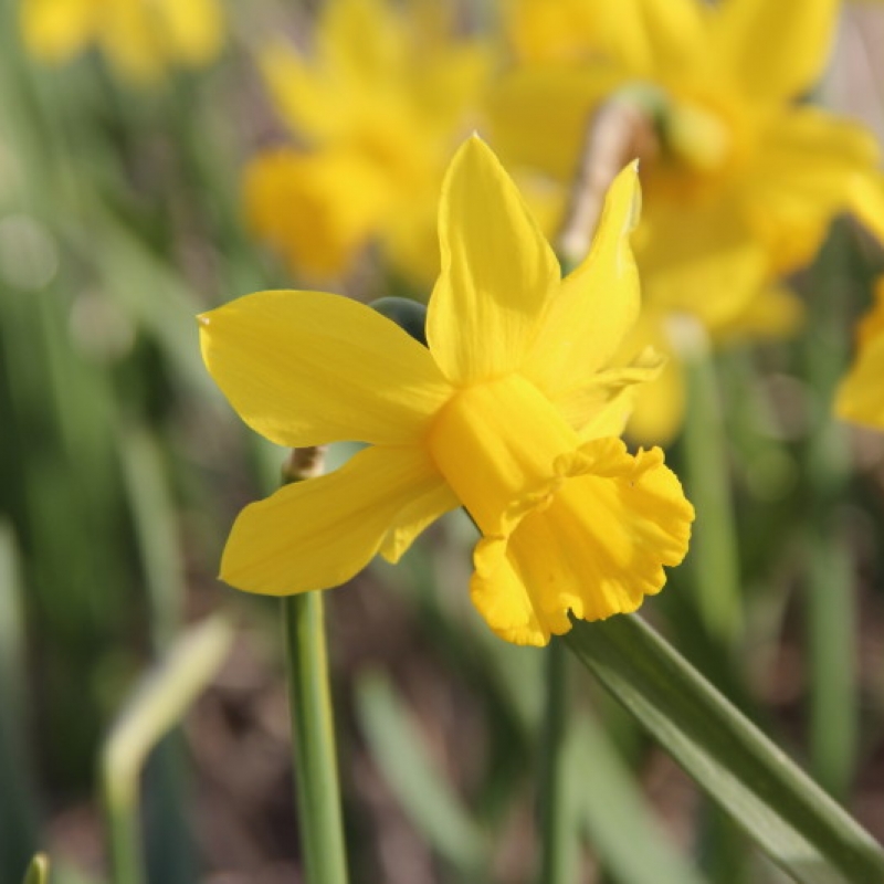 Narcissus 'Carclew'