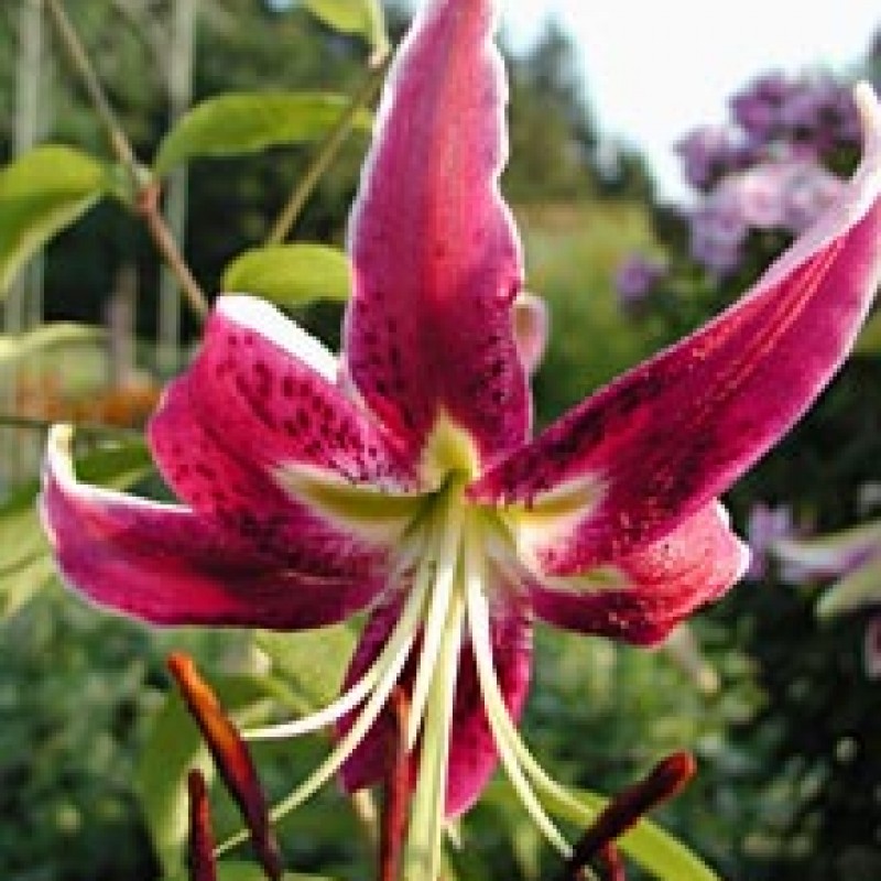Lilium 'Black Beauty'