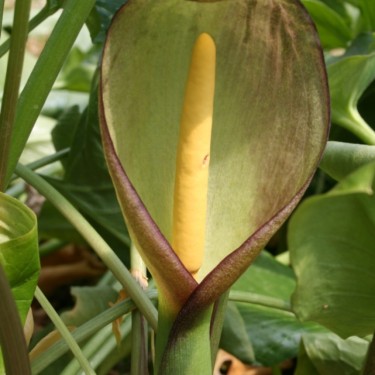Arum concinnatum