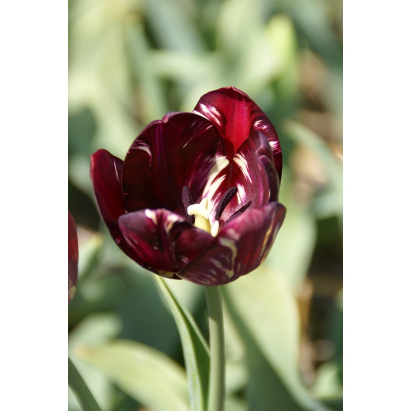 Tulipa 'Bessie' (Rembrandt)