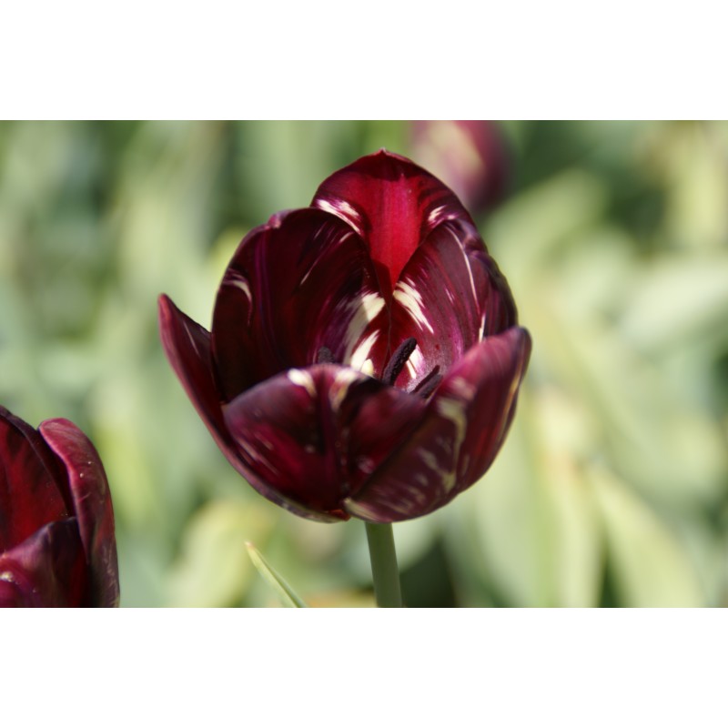 Tulipa 'Bessie' (Rembrandt)