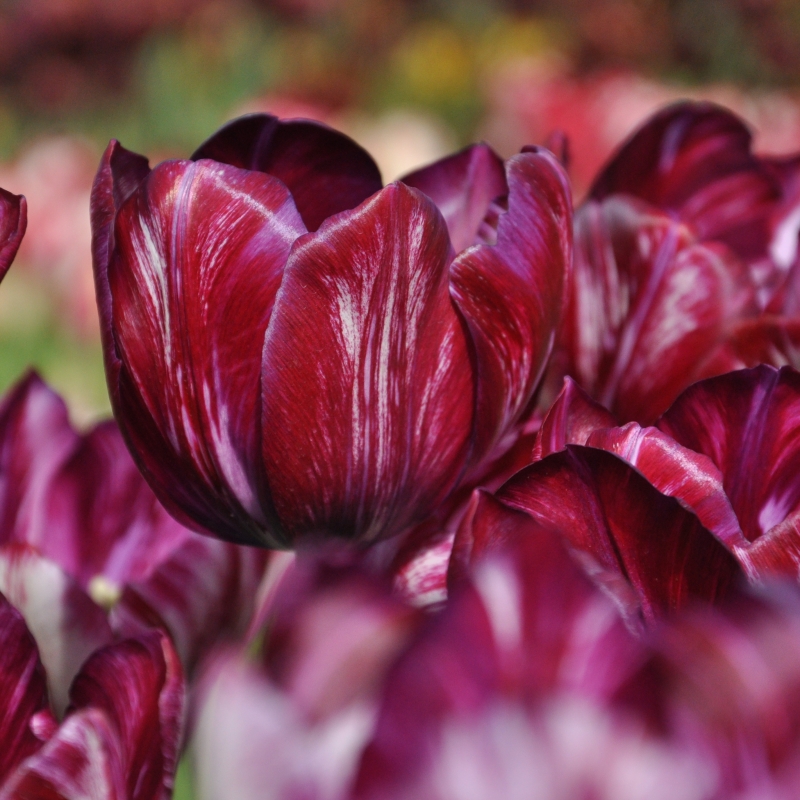 Tulipa 'Inner Wheel'
