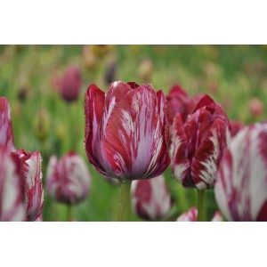 Tulipa 'Inner Wheel'