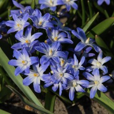 Chionodoxa