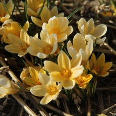 Crocus, voorjaarsbloeiend