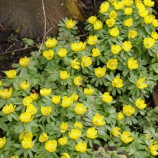 Eranthis