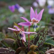 Erythronium